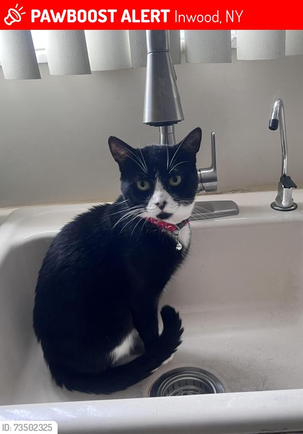 Lost Male Cat last seen Mott ave inwood, Inwood, NY 11096