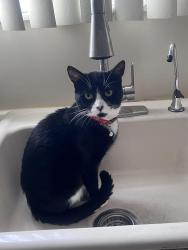 Lost Male Cat last seen Mott ave inwood, Inwood, NY 11096