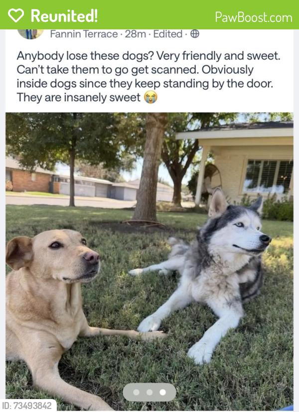 Reunited Unknown Dog last seen Neely, Midland, TX 79705