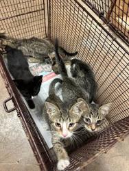 Shelter Stray Male Cat last seen Near Thompson Lane, AUSTIN, TX, 78742, 7201 Levander Loop bldg a, Austin, TX 78702, USA
