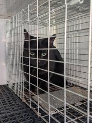 Shelter Stray Unknown Cat last seen Near Foxwood Drive, VIRGINIA BEACH, VA, 23462, 341 S Birdneck Rd, Virginia Beach, VA 23451, USA