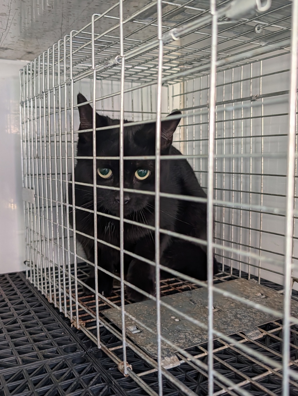 Shelter Stray Unknown Cat last seen Near Foxwood Drive, VIRGINIA BEACH, VA, 23462, 341 S Birdneck Rd, Virginia Beach, VA 23451, USA