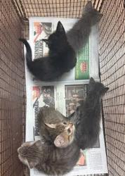 Shelter Stray Female Cat last seen Near Brownie Drive, AUSTIN, TX, 78753, 7201 Levander Loop bldg a, Austin, TX 78702, USA