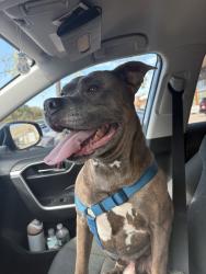 Reunited Male Dog last seen Near N Lyndhurst Crossing, McCordsville, IN 46055, USA, McCordsville, IN 46055
