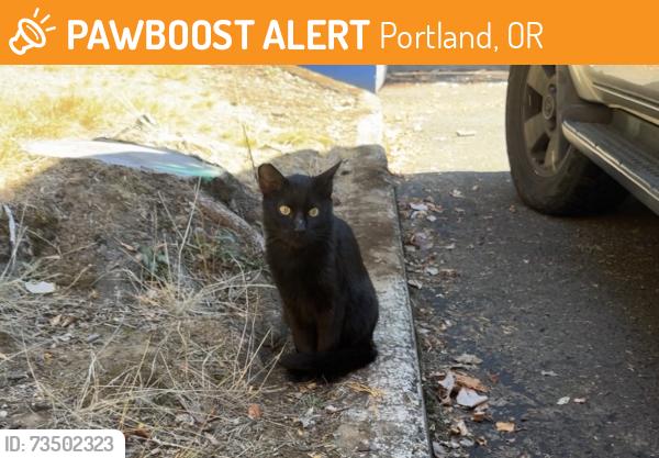 Found/Stray Unknown Cat last seen Warner pacific university, Portland, OR 97215