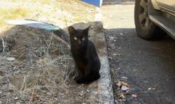 Found/Stray Unknown Cat last seen Warner pacific university, Portland, OR 97215