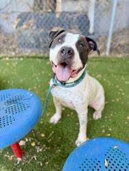 Shelter Stray Male Dog last seen UT, 511 W 3900 S, Salt Lake City, UT 84123, USA