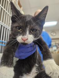 Shelter Stray Male Cat last seen Near Sierra Cielo Lane, Jamul, CA, 91935, 5500 Gaines St, San Diego, CA 92110, USA