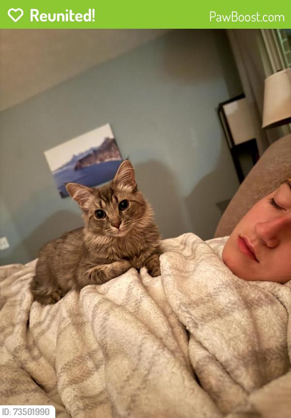 Reunited Female Cat last seen Right off of Sam Ridley Parkway, Smyrna, TN 37167