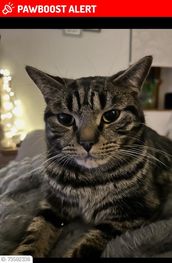 Lost Male Cat last seen Marlfield near coldstream, Coldstream, Scotland 