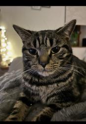 Lost Male Cat last seen Marlfield near coldstream, Coldstream, Scotland 