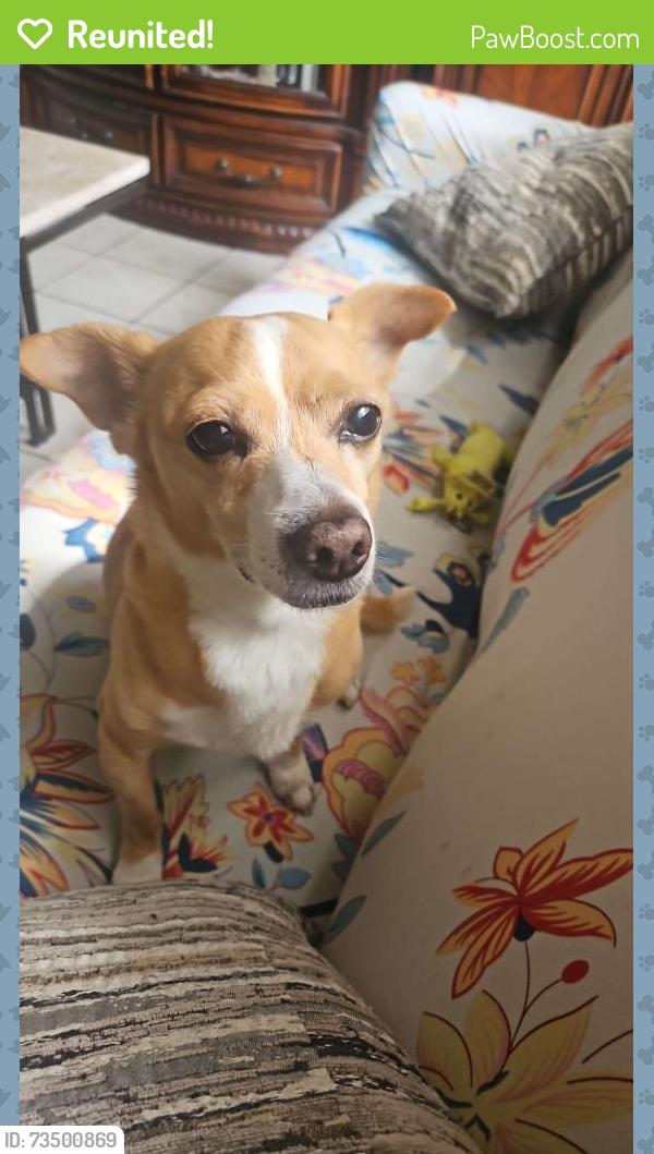Reunited Male Dog last seen Near Windford Court, Winter Garden, FL 34787