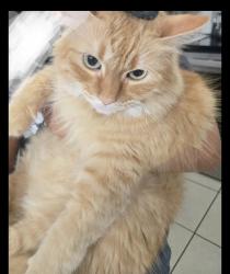 Reunited Female Cat last seen country club rd, Oklahoma City, OK 73159