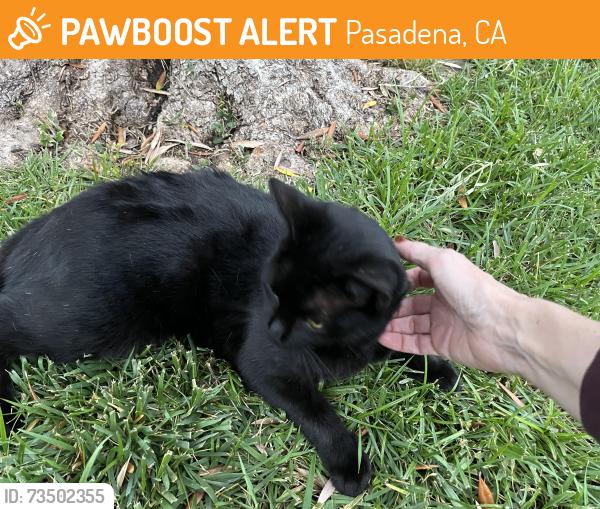 Found/Stray Female Cat last seen Ranges between Ninita and Sierra Bonita, Los Angeles County, CA 91108