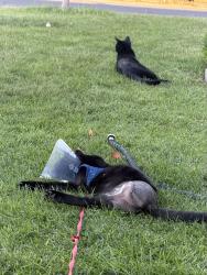 Reunited Female Cat last seen Chestnut, Winton, CA 95388
