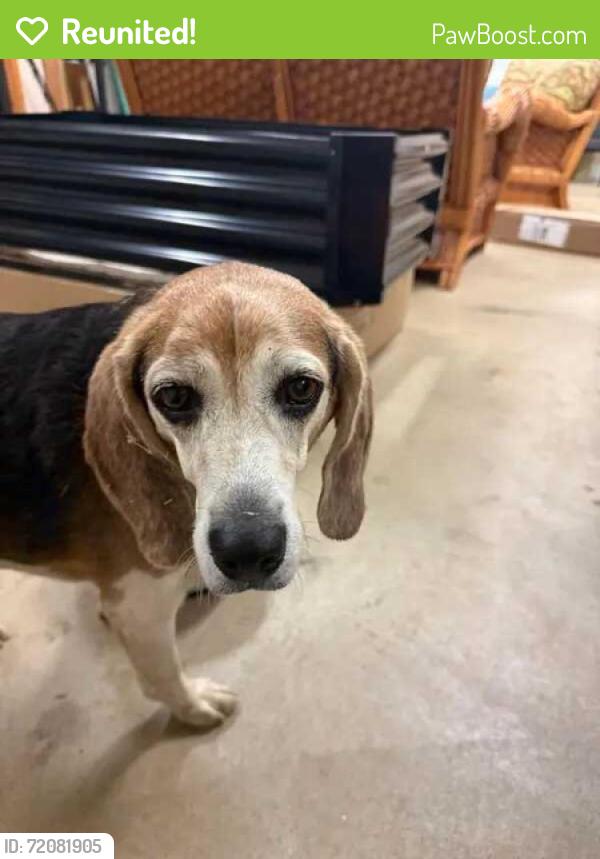 Reunited Female Dog last seen Near Old Niles Ferry Rd, Maryville, TN 37801