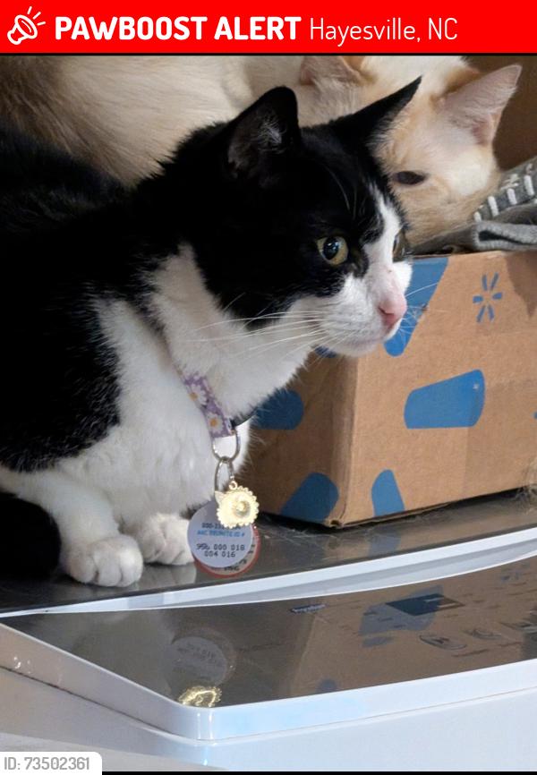 Lost Female Cat last seen Tusquitte Road, Hayesville, NC 28904