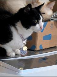 Lost Female Cat last seen Tusquitte Road, Hayesville, NC 28904