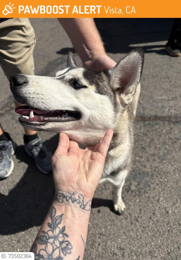 Found/Stray Female Dog last seen Near postal way and Dante fe, Vista, CA 92083