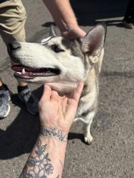 Found/Stray Female Dog last seen Near postal way and Dante fe, Vista, CA 92083