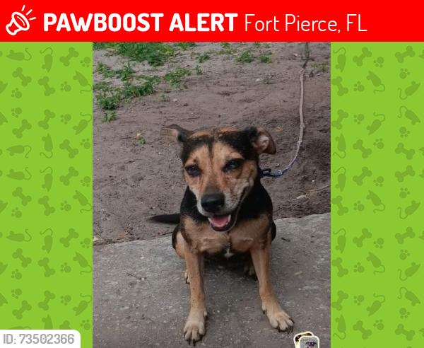 Lost Female Dog last seen 29th Street, Fort Pierce, FL 34947