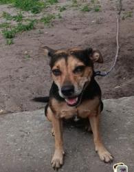 Lost Female Dog last seen 29th Street, Fort Pierce, FL 34947