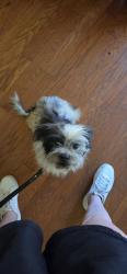 Found/Stray Female Dog last seen Auraria road, Auraria, GA 30533