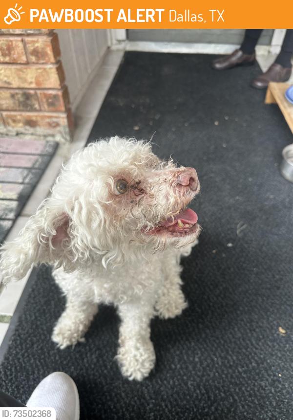 Found/Stray Female Dog last seen Kilkirk/ Shiloh area, Dallas, TX 75228