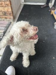 Found/Stray Female Dog last seen Kilkirk/ Shiloh area, Dallas, TX 75228