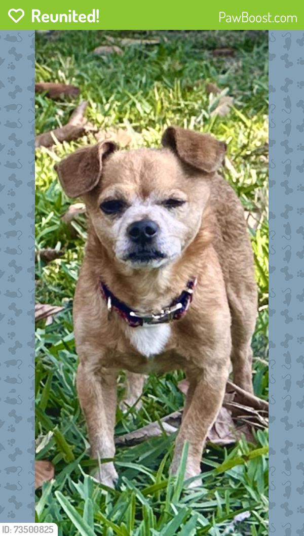 Reunited Male Dog last seen In Sunrise Community, Winter Springs, FL 32708