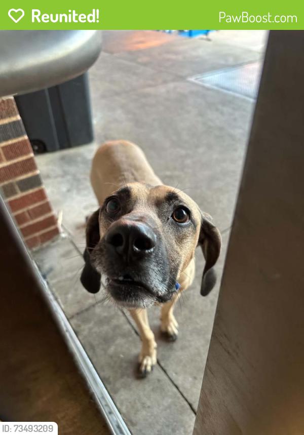 Reunited Female Dog last seen Asp and Lindsey, Norman, OK 73019