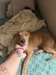 Reunited Male Dog last seen peterson ln, montfort dr, galleria mall dallas area, Dallas, TX 75254