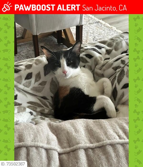 Lost Female Cat last seen mulberry and upperline, San Jacinto, CA 92582