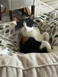 Lost Female Cat last seen mulberry and upperline, San Jacinto, CA 92582