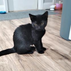 Shelter Stray Female Cat last seen , 8020 Washington St, Port Richey, FL 34668, USA