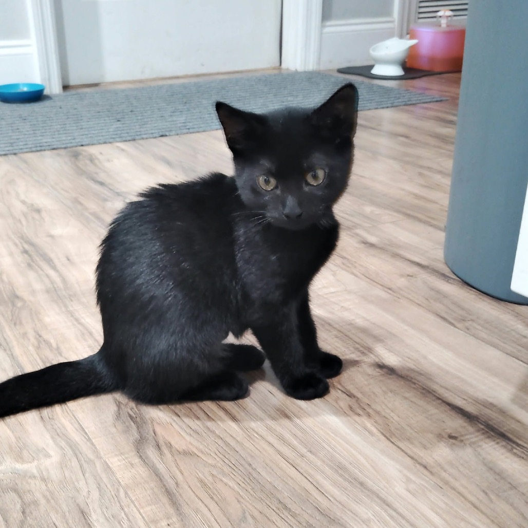 Shelter Stray Female Cat last seen , 8020 Washington St, Port Richey, FL 34668, USA