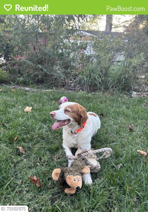 Reunited Male Dog last seen Pembroke and Huntington Drive. Greensboro, Greensboro, NC 27408