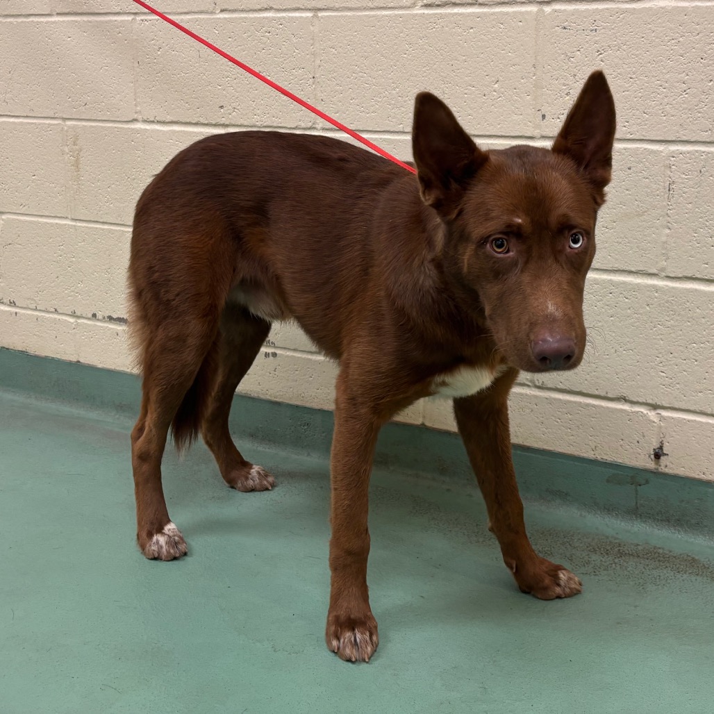 Shelter Stray Male Dog last seen , 2350 Appling City Cove, Memphis, TN 38133, USA