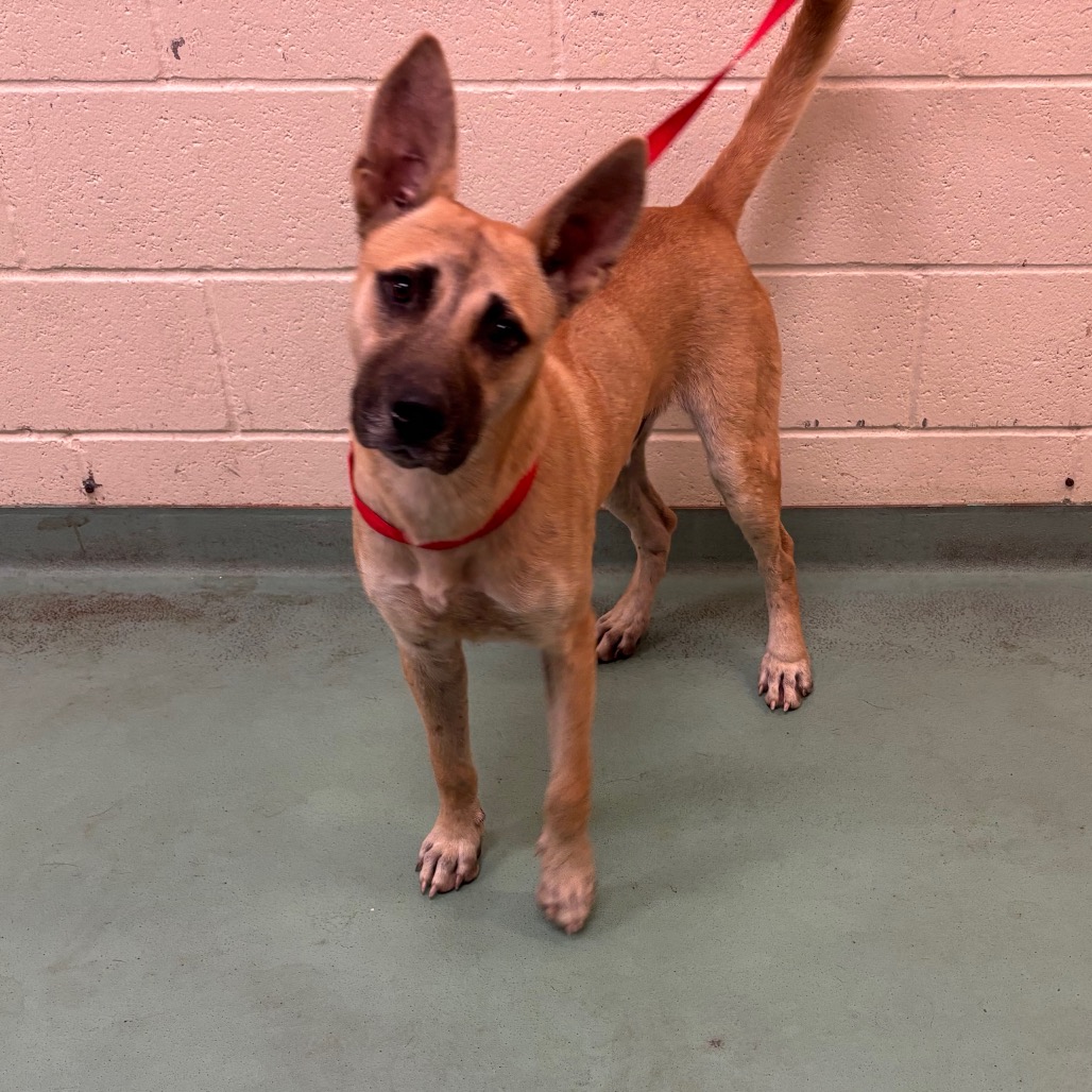 Shelter Stray Male Dog last seen , 2350 Appling City Cove, Memphis, TN 38133, USA