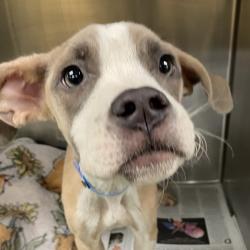 Shelter Stray Male Dog last seen , 2350 Appling City Cove, Memphis, TN 38133, USA