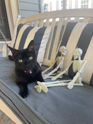 Reunited Female Cat last seen Alcoa Elementary School, Alcoa, TN 37701