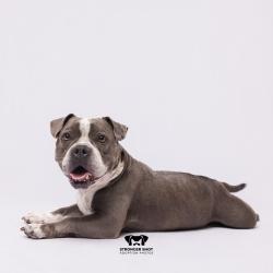 Shelter Stray Female Dog last seen , 3607 N Armenia Ave, Tampa, FL 33607, USA