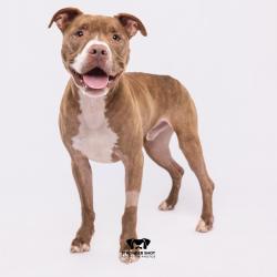 Shelter Stray Male Dog last seen , 3607 N Armenia Ave, Tampa, FL 33607, USA