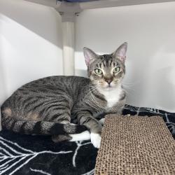 Shelter Stray Female Cat last seen , 3607 N Armenia Ave, Tampa, FL 33607, USA
