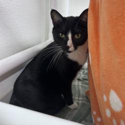 Shelter Stray Male Cat last seen , 3607 N Armenia Ave, Tampa, FL 33607, USA