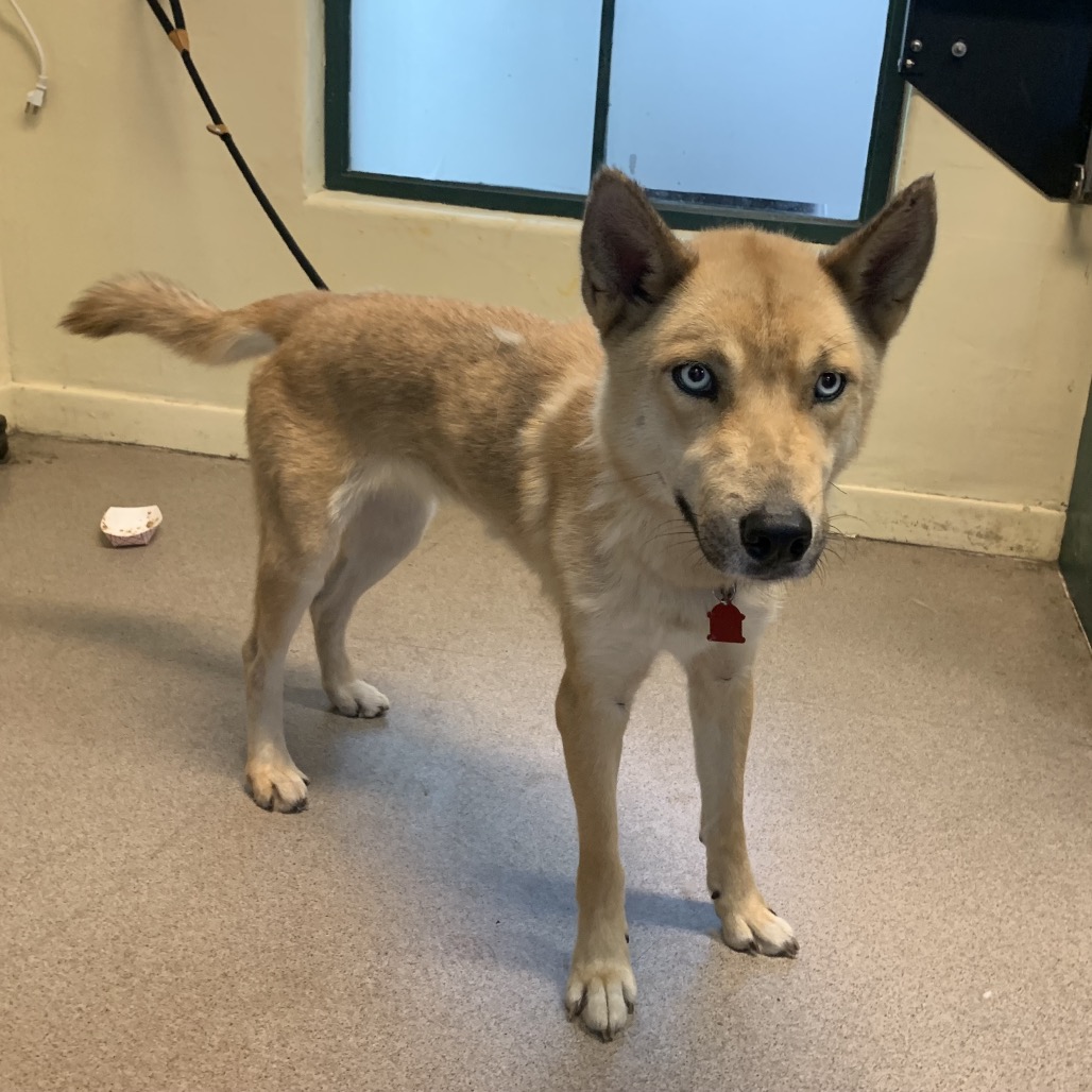 Shelter Stray Female Dog last seen , 361 S Raymond Ave, Pasadena, CA 91105, USA