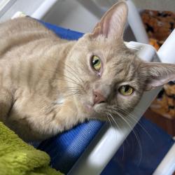 Shelter Stray Male Cat last seen , 3607 N Armenia Ave, Tampa, FL 33607, USA