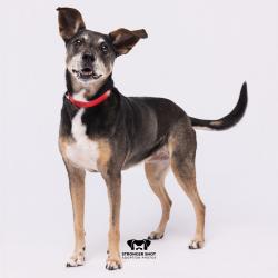 Shelter Stray Female Dog last seen , 3607 N Armenia Ave, Tampa, FL 33607, USA