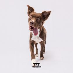 Shelter Stray Female Dog last seen , 3607 N Armenia Ave, Tampa, FL 33607, USA