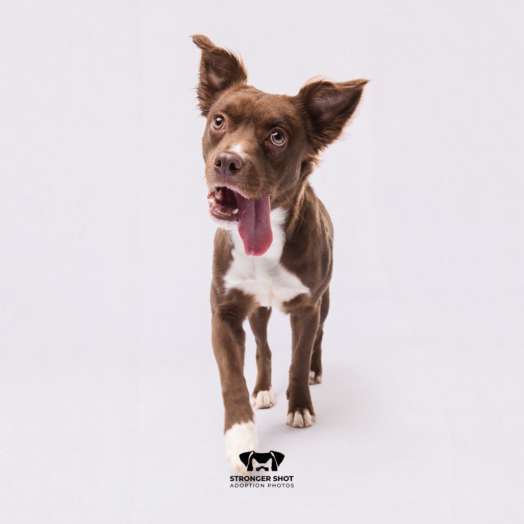 Shelter Stray Female Dog last seen , 3607 N Armenia Ave, Tampa, FL 33607, USA
